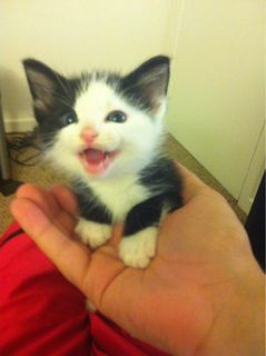 Cutest kitten pic 01