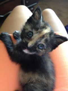 Cutest kitten pic 02