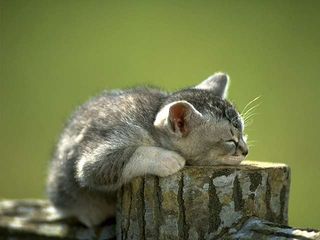 Cutest kitten pic 02