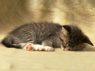 Cutest kitten pic 01