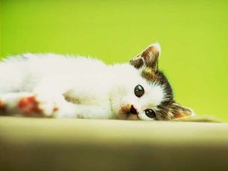 Cutest kitten pic 01