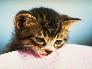 Cutest kitten pic 01