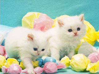 Cutest kitten pic 01