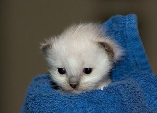 Cutest kitten pic 02