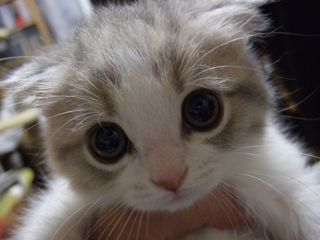 Cutest kitten pic 01