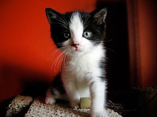 Click on the image to see another cute kitten photo