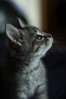 Cutest kitten pic 02