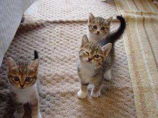 Cutest kitten pic 02