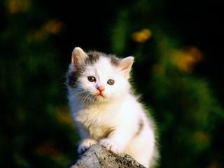 Cutest kitten pic 02