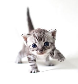 Cutest kitten pic 01