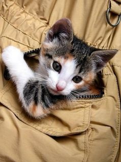 Cutest kitten pic 01