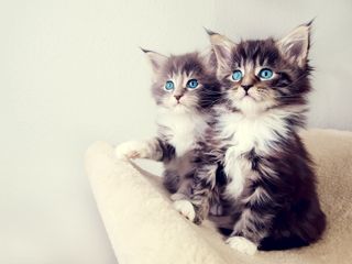 Cutest kitten pic 02