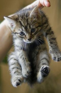 Cutest kitten pic 02