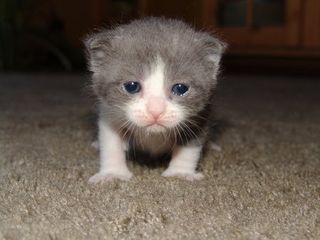 Click on the image to see another cute kitten photo