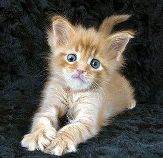 Click on the image to see another cute kitten photo