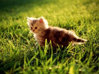 Cutest kitten pic 02