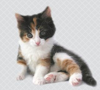 Click on the image to see another cute kitten photo