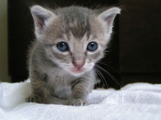 Cutest kitten pic 01