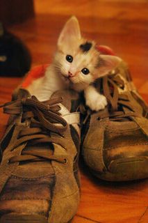 Click on the image to see another cute kitten photo