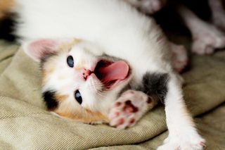 Cutest kitten pic 01