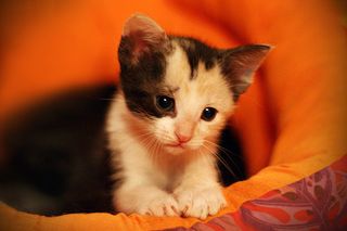 Cutest kitten pic 01