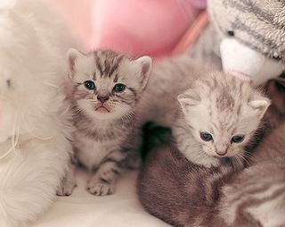 Cutest kitten pic 01