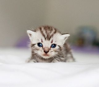 Cutest kitten pic 02