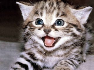 Cutest kitten pic 01