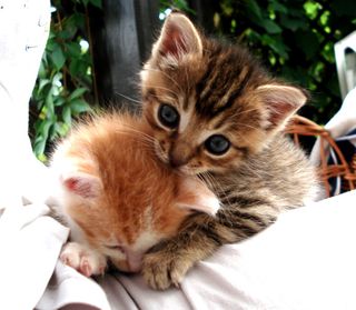 Cutest kitten pic 02