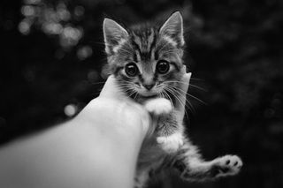 Cutest kitten pic 01