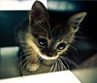 Cutest kitten pic 02