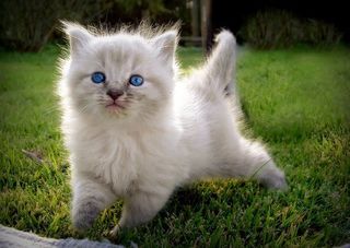 Cutest kitten pic 02