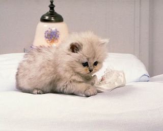 Cutest kitten pic 01