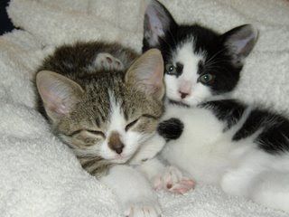 Cutest kitten pic 02