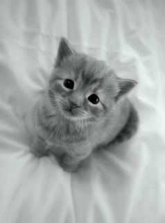 Cutest kitten pic 02