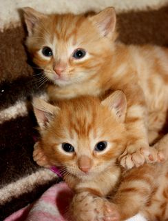 Cutest kitten pic 02