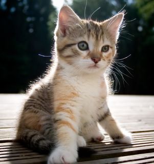 Cutest kitten pic 02