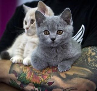 Cutest kitten pic 02