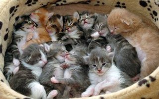 Cutest kitten pic 01