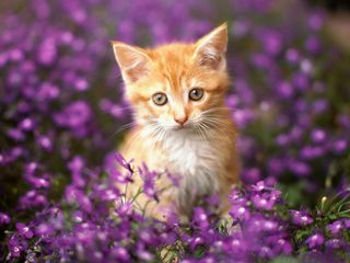 Cutest kitten pic 02