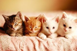 Cutest kitten pic 01