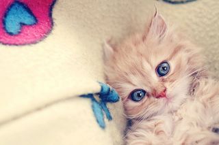 Cutest kitten pic 02