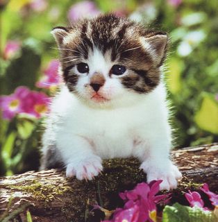 Cutest kitten pic 02