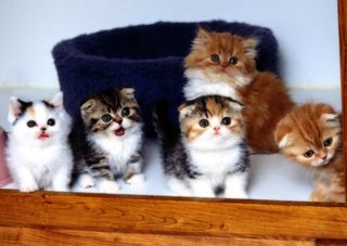 Cutest kitten pic 02