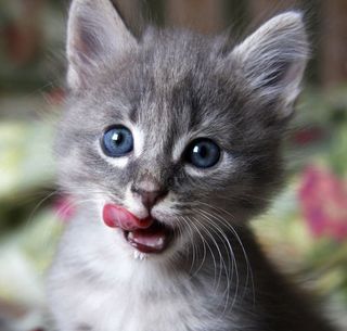 Cutest kitten pic 01