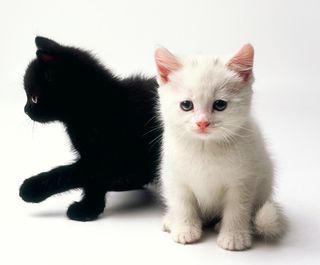 Click on the image to see another cute kitten photo