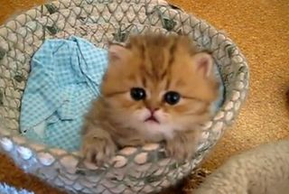 Cutest kitten pic 01