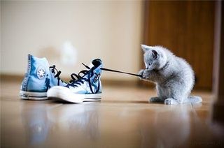 Cutest kitten pic 02