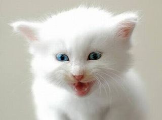 Cutest kitten pic 01