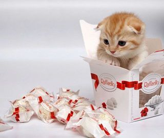 Cutest kitten pic 02